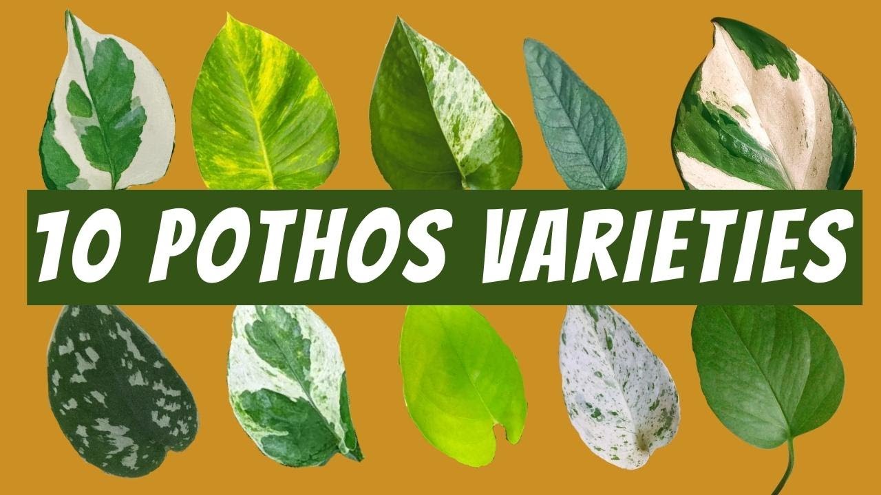 10 Pothos Varieties with Images and Names | 🌱 Neon Pothos, Jade Pothos, Satin, Cebu Blue and More!