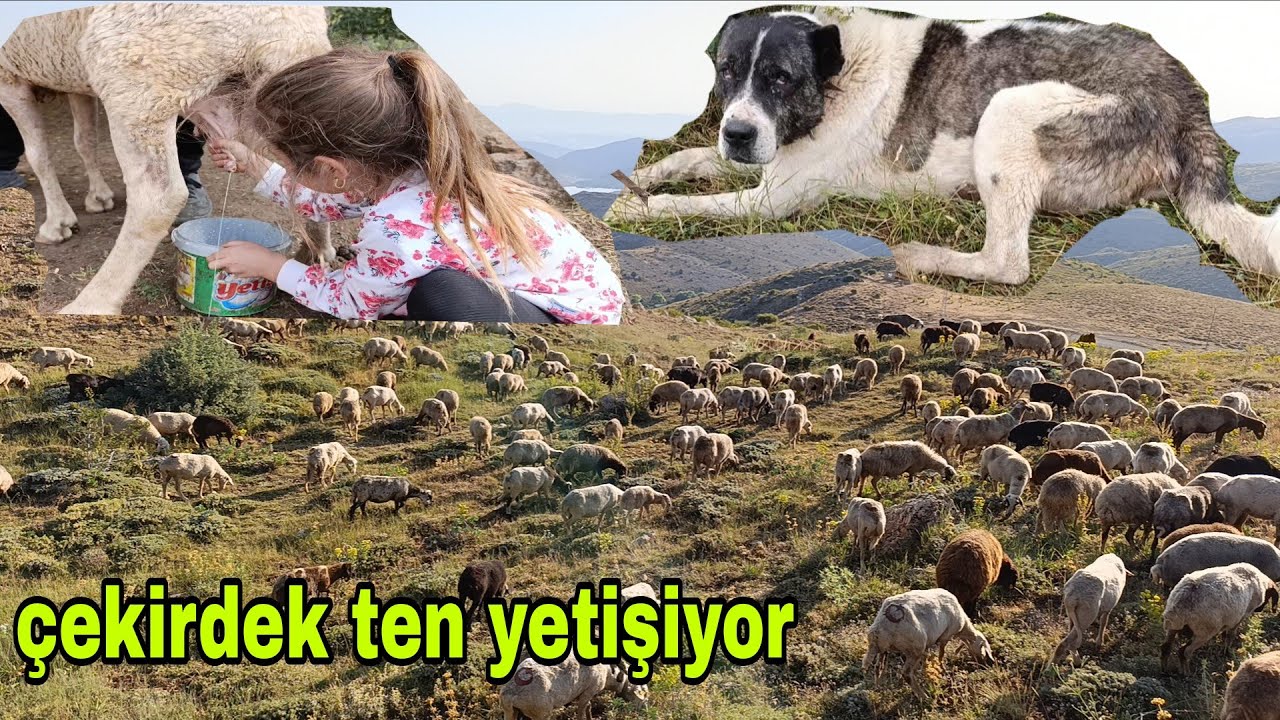 KIZIMLA KOYUNLARI SAĞ DIK KUZULARI BESİYE ALDIK