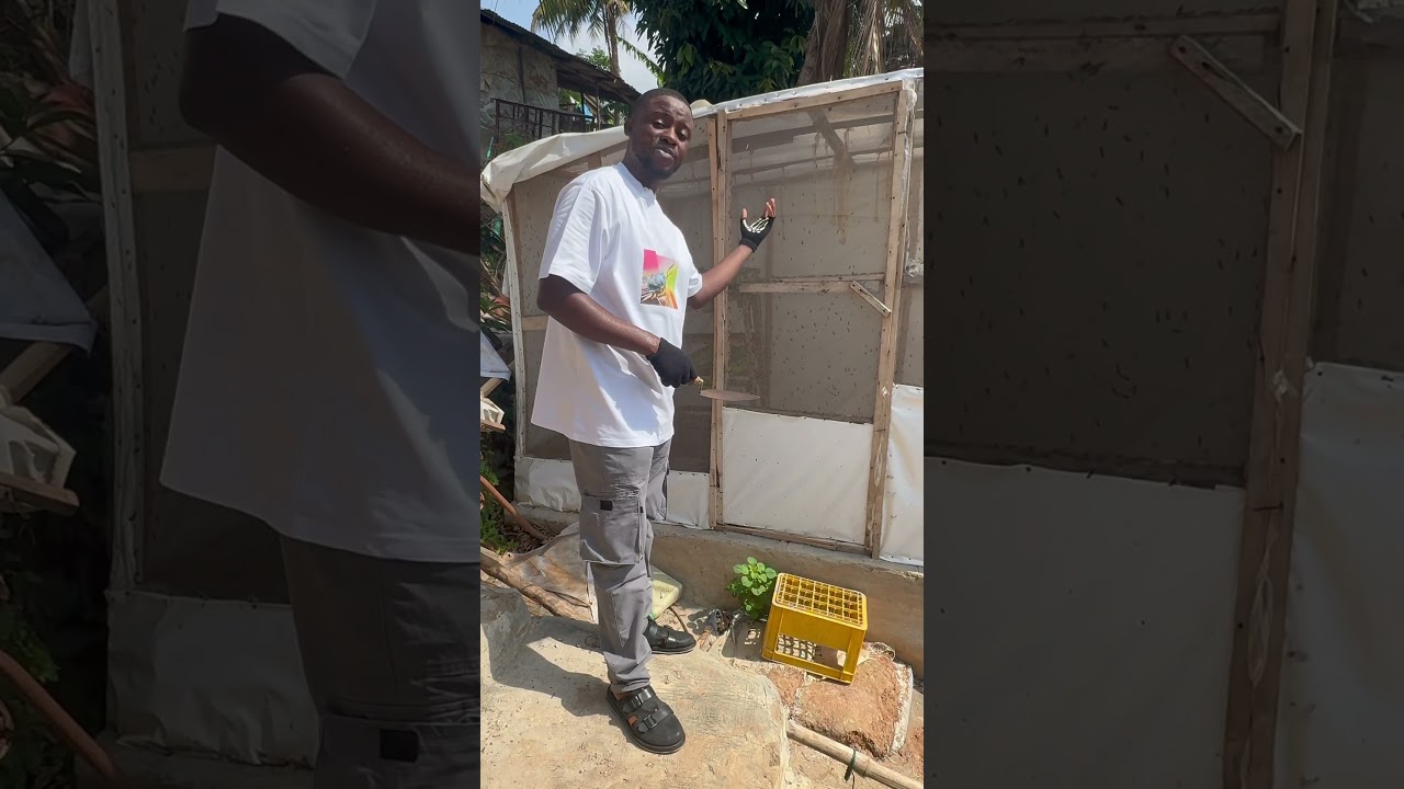 How to get started with black soldier fly farming