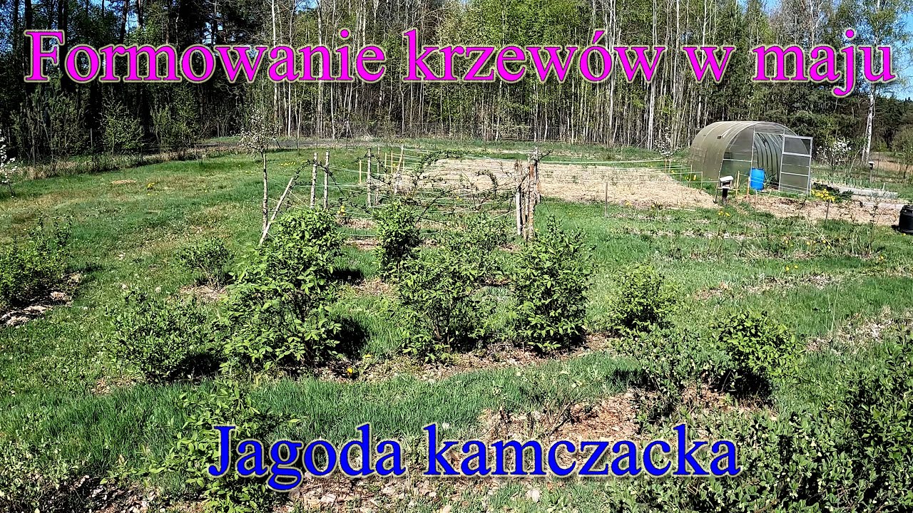Formowanie krzewów w maju, cięcie zapobiegające - jagoda kamczacka - Ogrodowe pierdamony 140