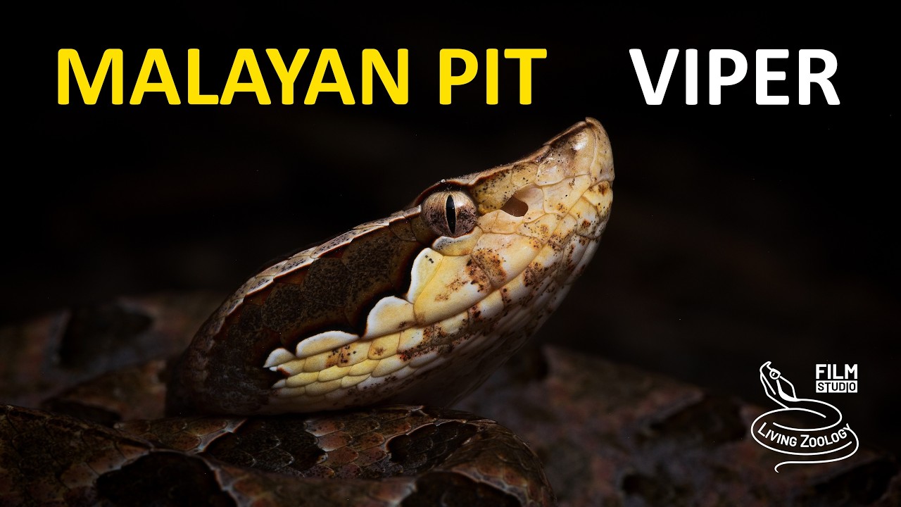 Malayan Pit Viper - The Venomous Landmine