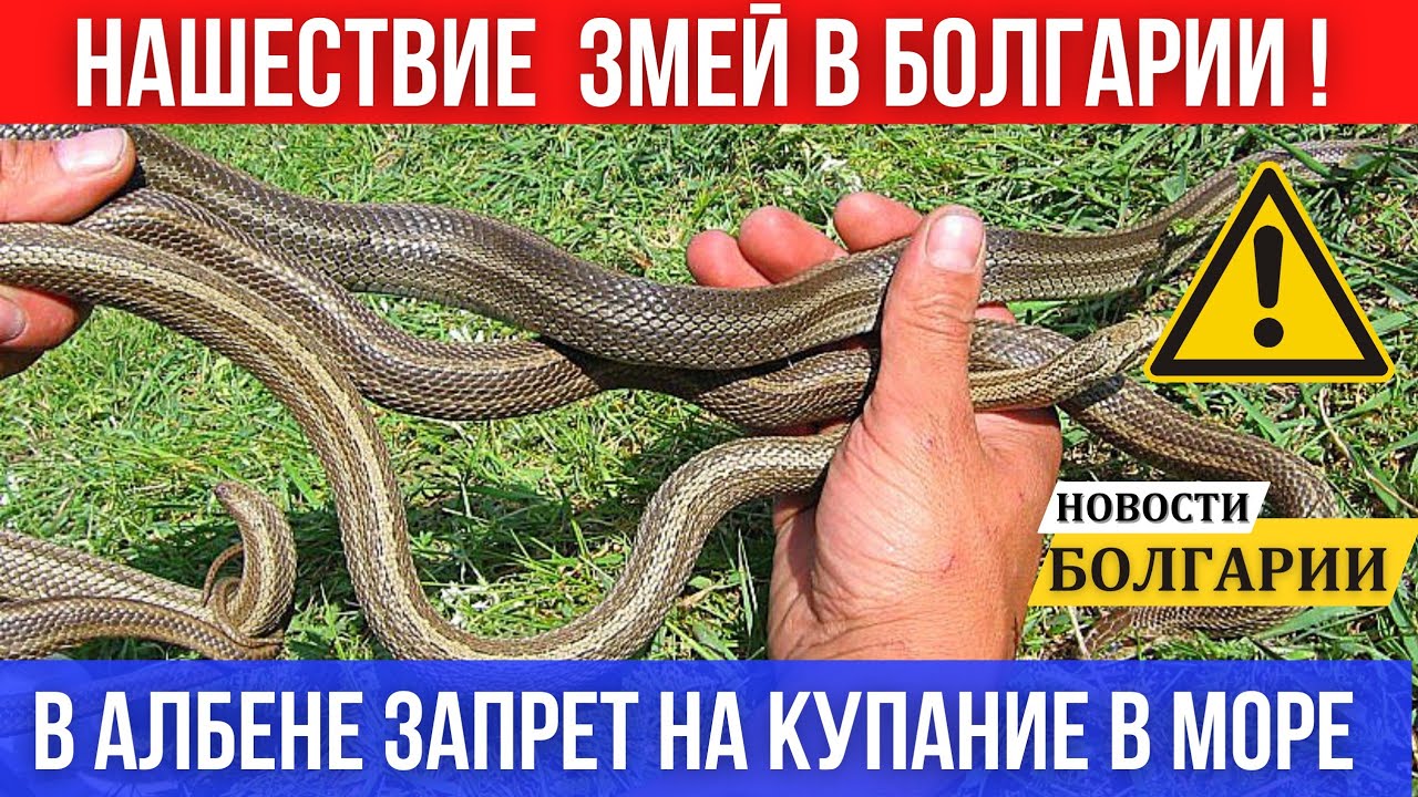 2024 Нашествие змей в Болгарии. В Албене запрещено купание. Гей парад София Прайд. Переход на евро.