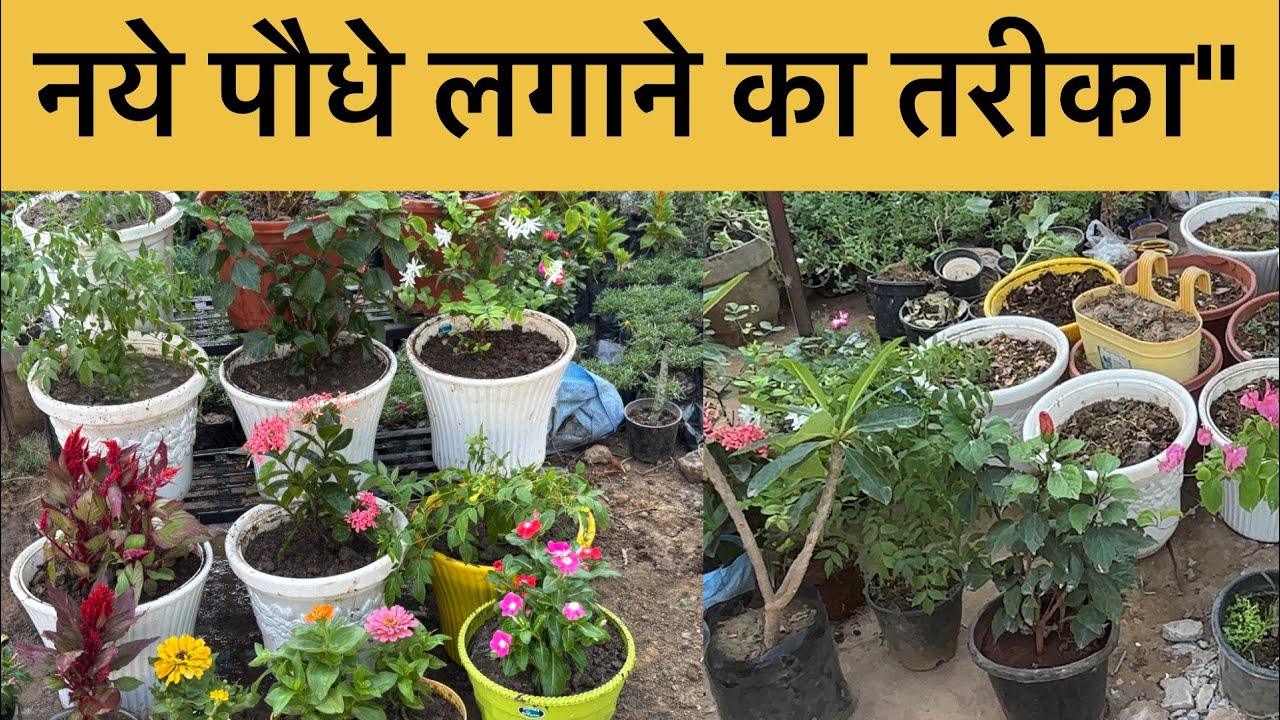 नर्सरी में पौधा किस तरह से लगाया जाता है आपको यह जानना बहुत जरूरी है।