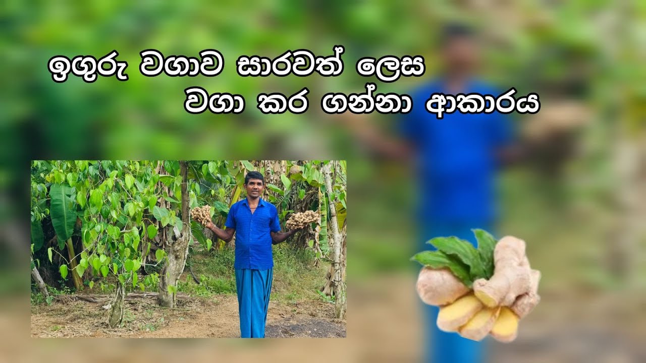 සෙම් රෝග නසන ඉගුරු නිවැරදිව වගා කරමු /# siri lak govi bima #ඉගුරු වගාව