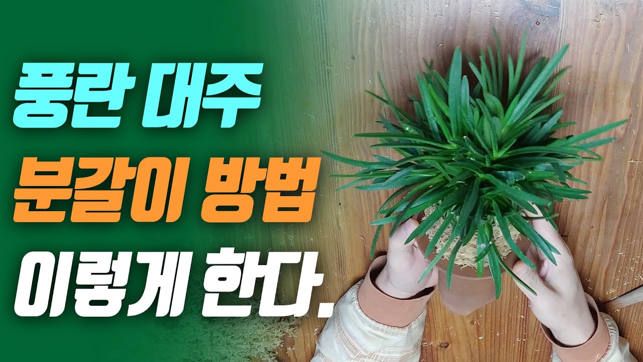 풍란 대주 분갈이 이렇게 한다.