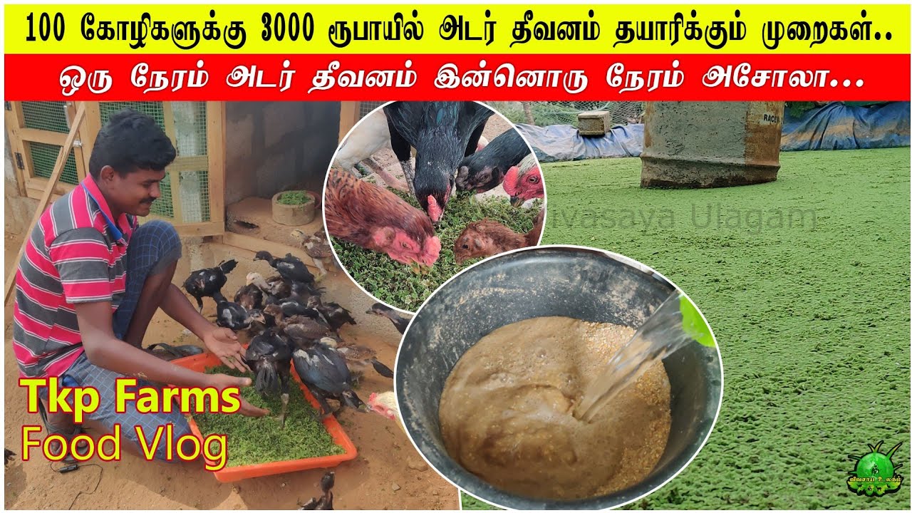 100 கோழிக்கு மாதம் 3000 ரூபாயில் அடர் தீவனம் தயாரிக்கும் முறை / ஒரு நேரம் தீவனம் இன்னொரு நேரம் அசோலா