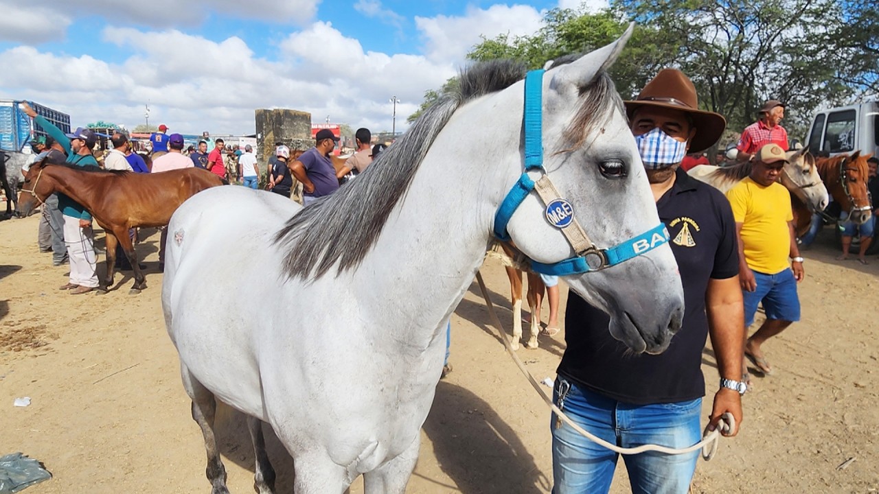 FEIRA DE CAVALOS EM CARUARU-PE  02-12-2025 #nordeste