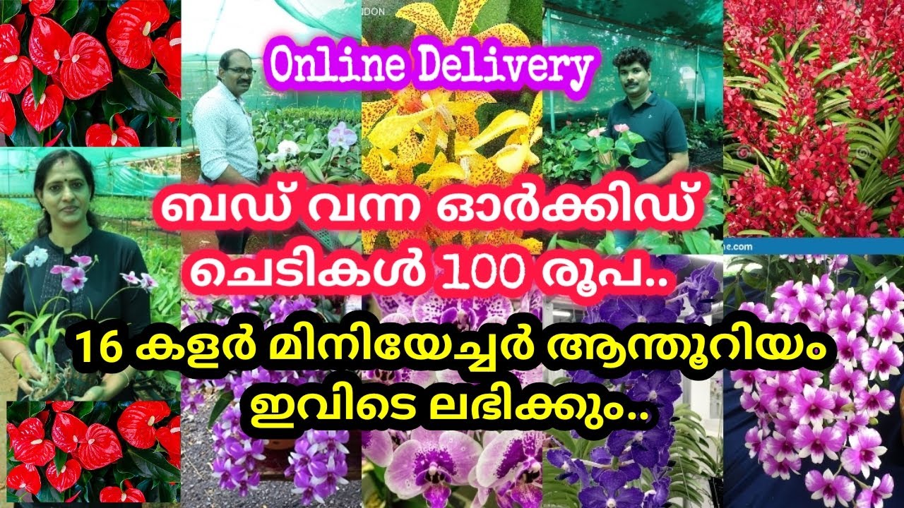 100 രൂപയ്ക്ക് വലിയ ഓർക്കിഡ് ചെടികൾ ലഭിക്കും, മിനിയേച്ചർ ആന്തൂറിയത്തിന്റെ വലിയൊരു കളക്ഷൻ / Agri Bizz