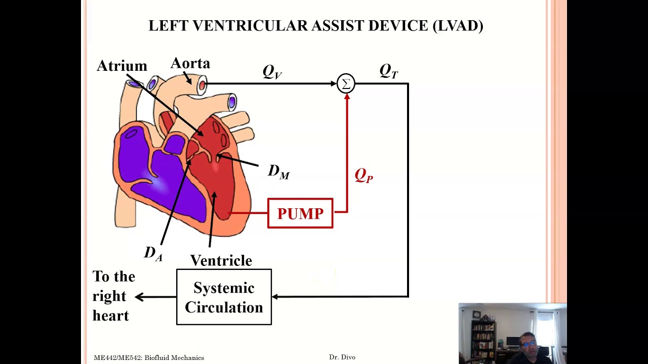 Biofluid Mechanics Lecture #24
