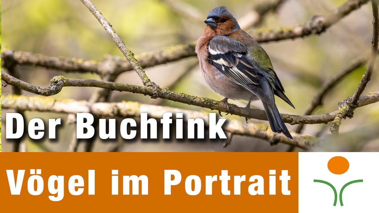 Vögel im Portrait 10 - Der Buchfink