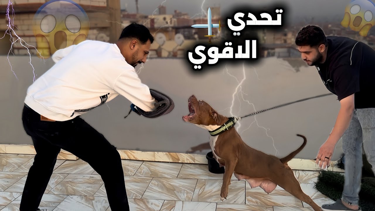 اخطر مواجهة بين كلابي وبين كلاب بتبول (لولو ودهب)😱