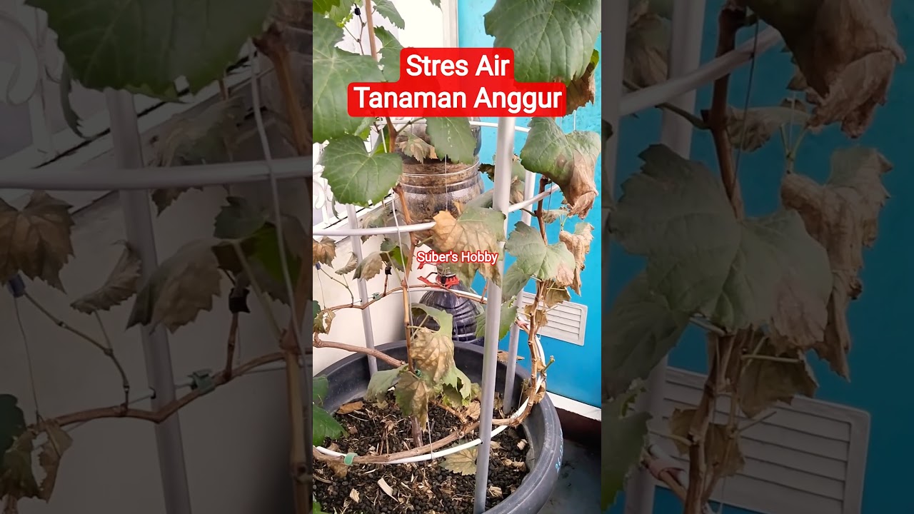 Stres Air Pembuahan Anggur
