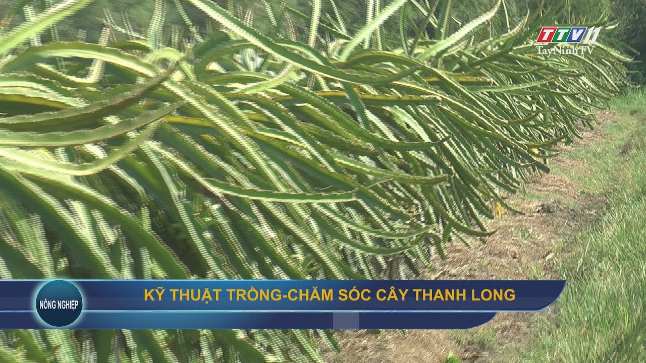 Kỹ thuật trồng-Chăm sóc cây thanh long | NÔNG NGHIỆP TÂY NINH | TayNinhTV