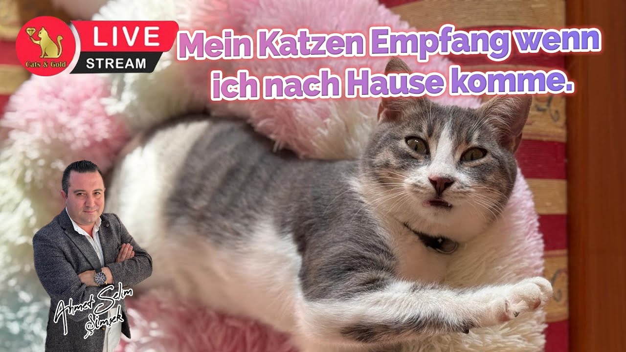 Mein Katzen Empfang wenn ich nach Hause komme.