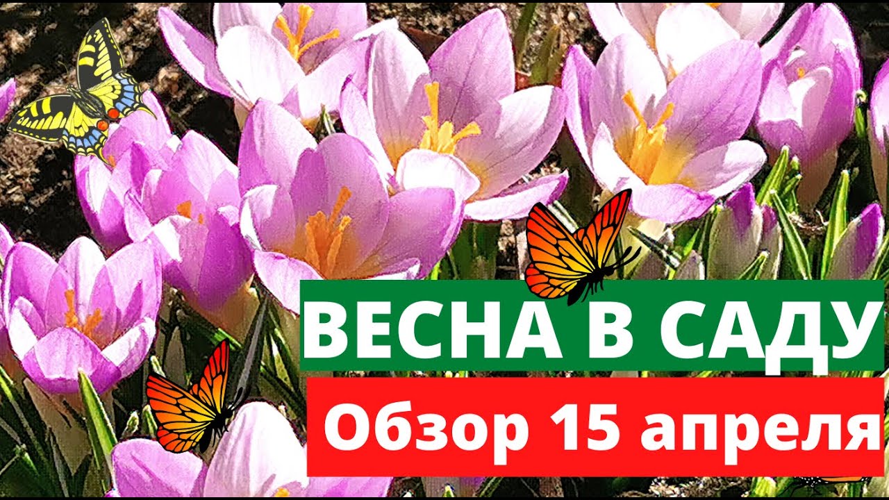 Обзор сада в апреле Подснежники Крокусы Пушкиния  радуют красками. Планы  изменения в саду
