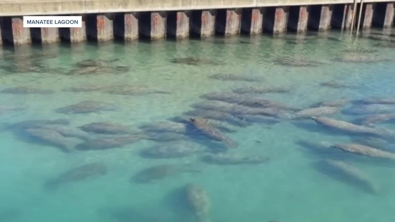 160 manatees spotted at Manatee Lagoon amid cold snap