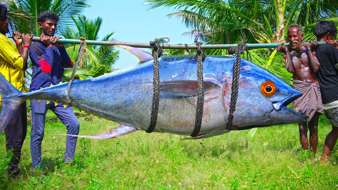 100 KG BLUEFIN TUNA MONSTER FISH CUTTING AND COOKING | Village Traditional Fish Fry and Curry
