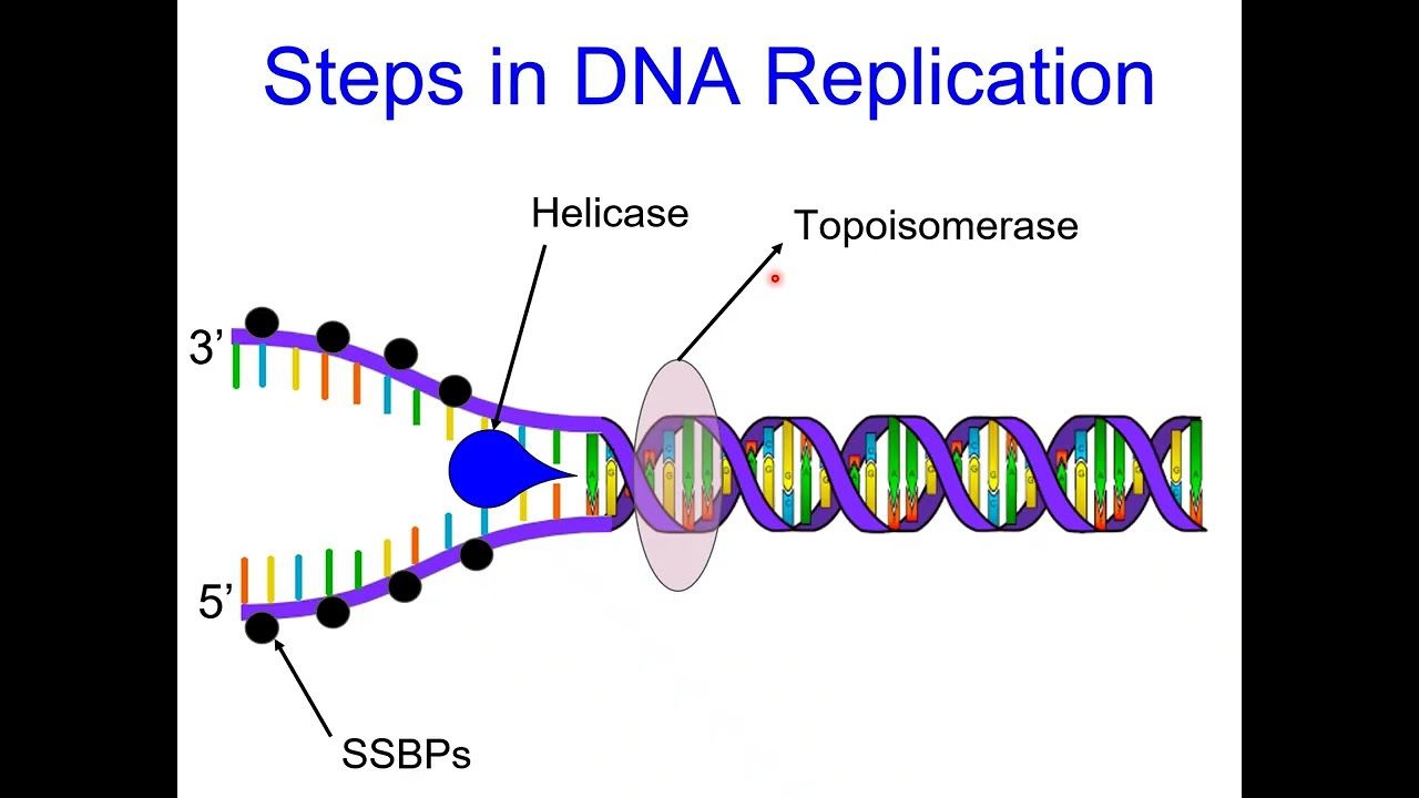 6.2 DNA Replication (AP Bio)