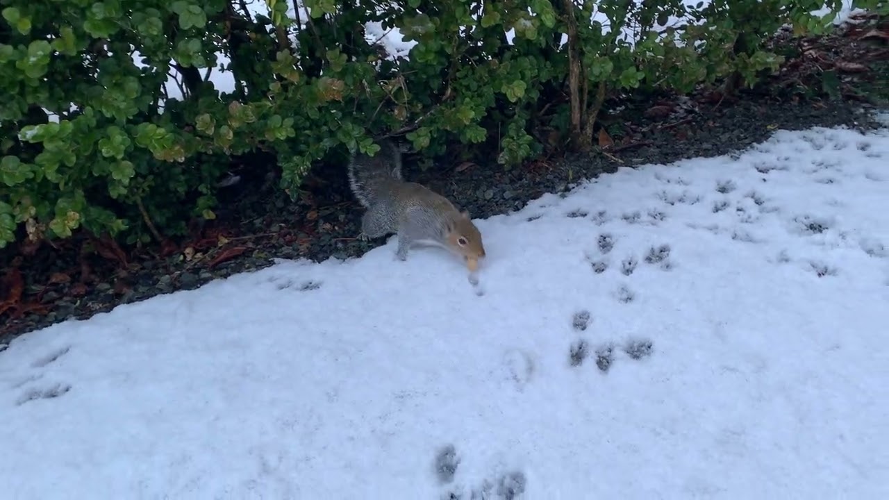 Squirrels and squirrel tracks in the snow