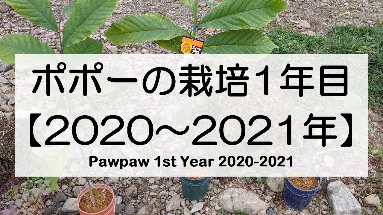 2020～2021年 ポポー栽培記録1年目 / Pawpaw 1st Year 2020-2021
