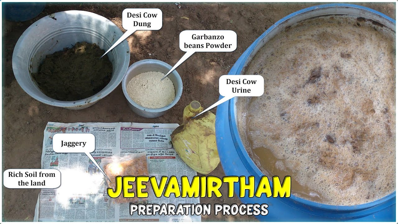 Jeevamirtham Preparation Process | Natural Farming
