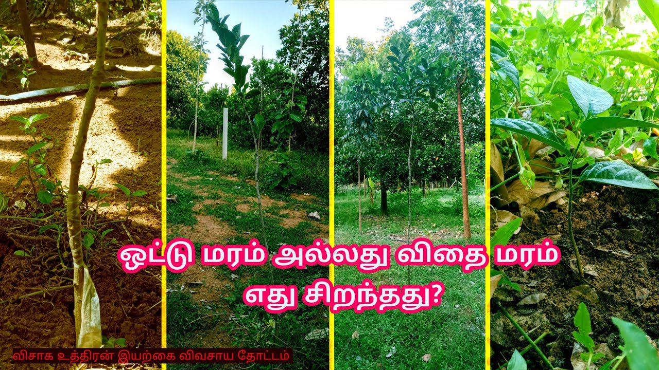 விதை|ஒட்டு செடி|எது சிறந்த மரகன்று? which is best plant tamil