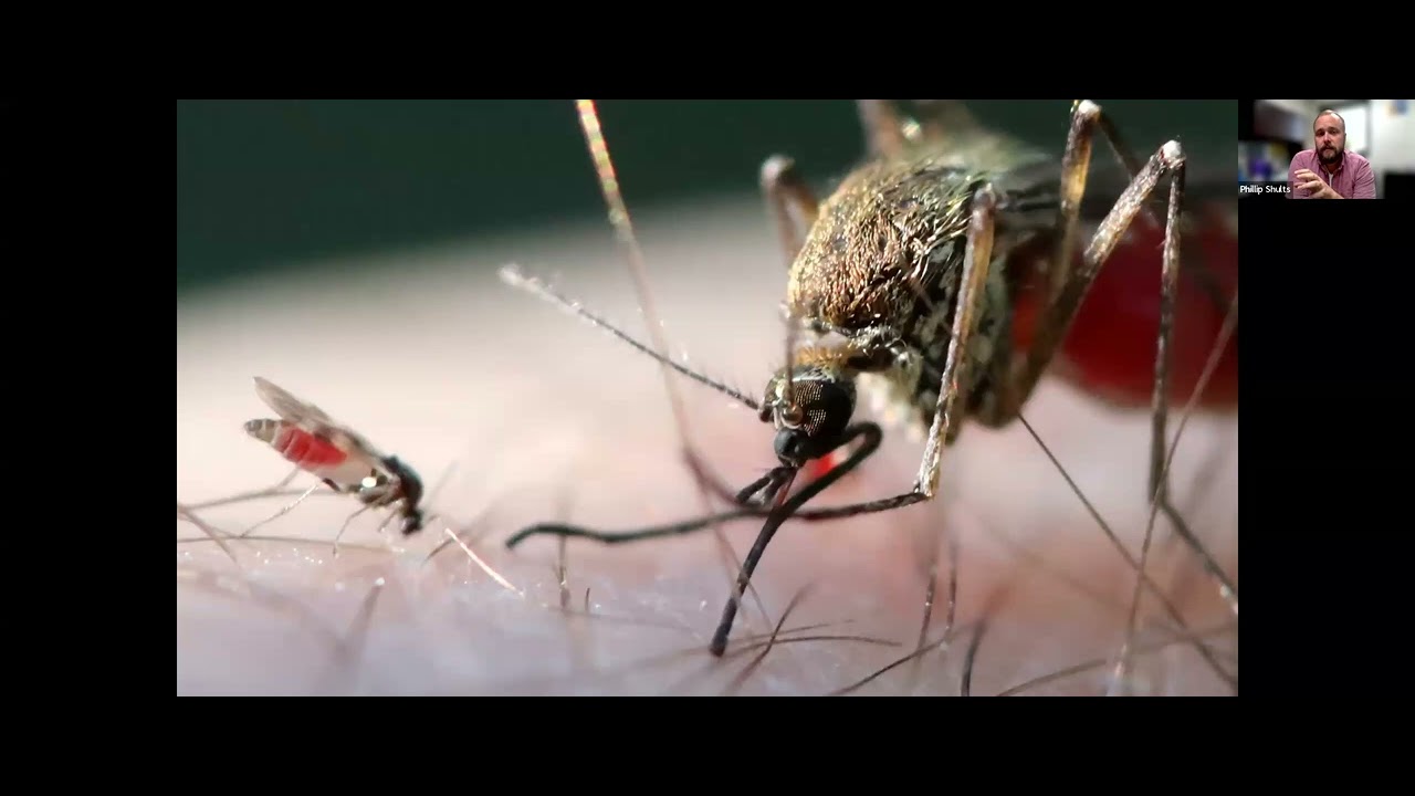 10 4 24 Improving Vector Surveillance in Biting Midges & Harnessing Pest Flies for Animal Feed.