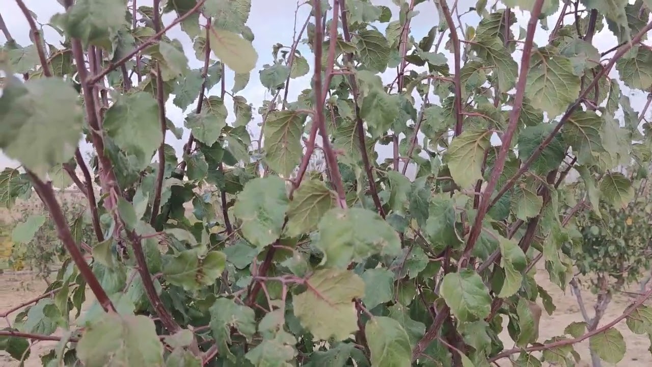 خدمة_مزارع_البرقوق__الفترة_الشتوية🌿🫐🌳