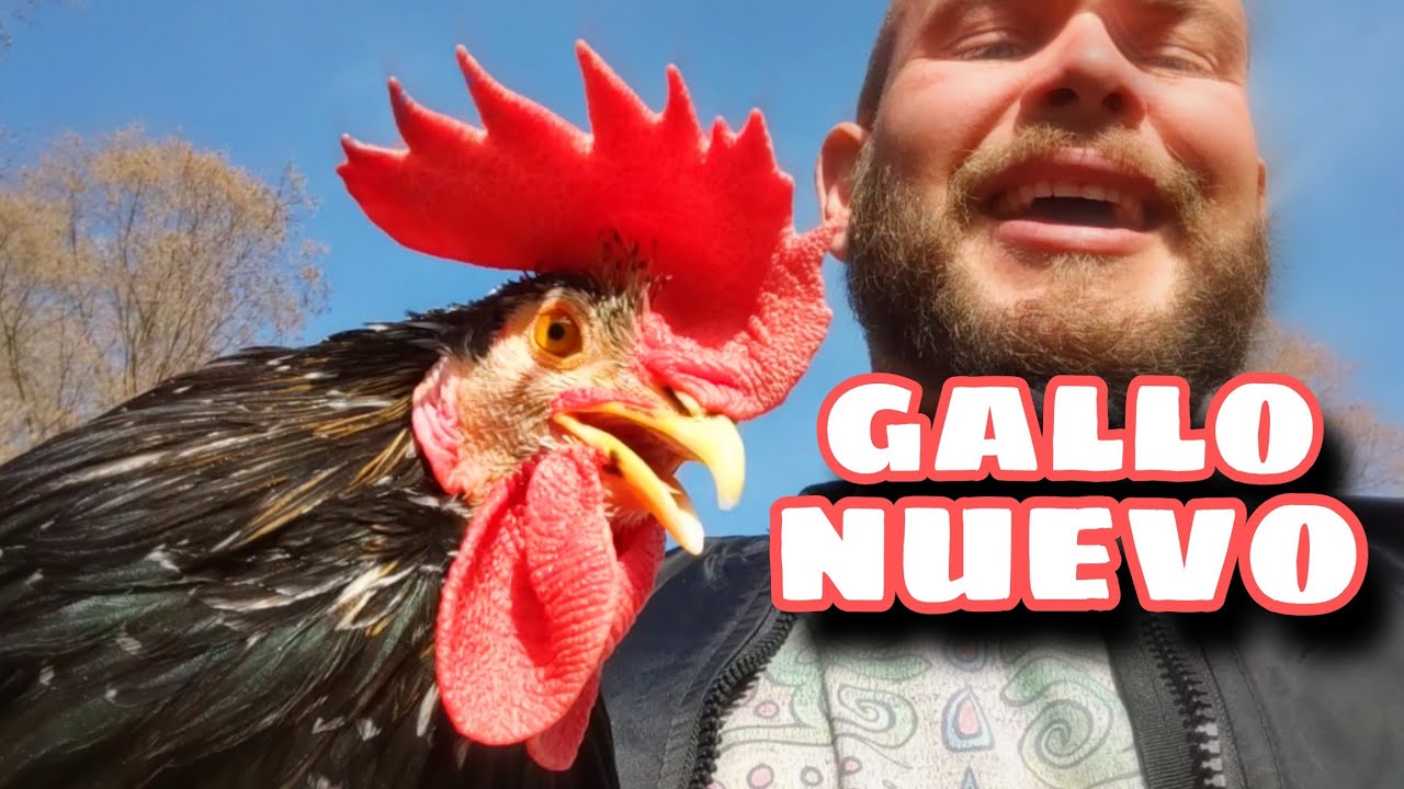 Nuevo Gallo en el Gallinero: ¡Así Reaccionaron las Gallinas!