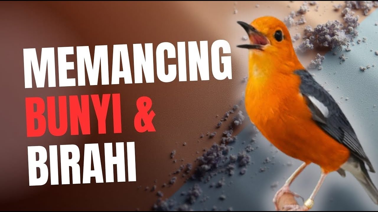 CEPAT RESPON! 1000% efektif buat pancingan Anis merah bisu macet total biar bunyi kembali | 4