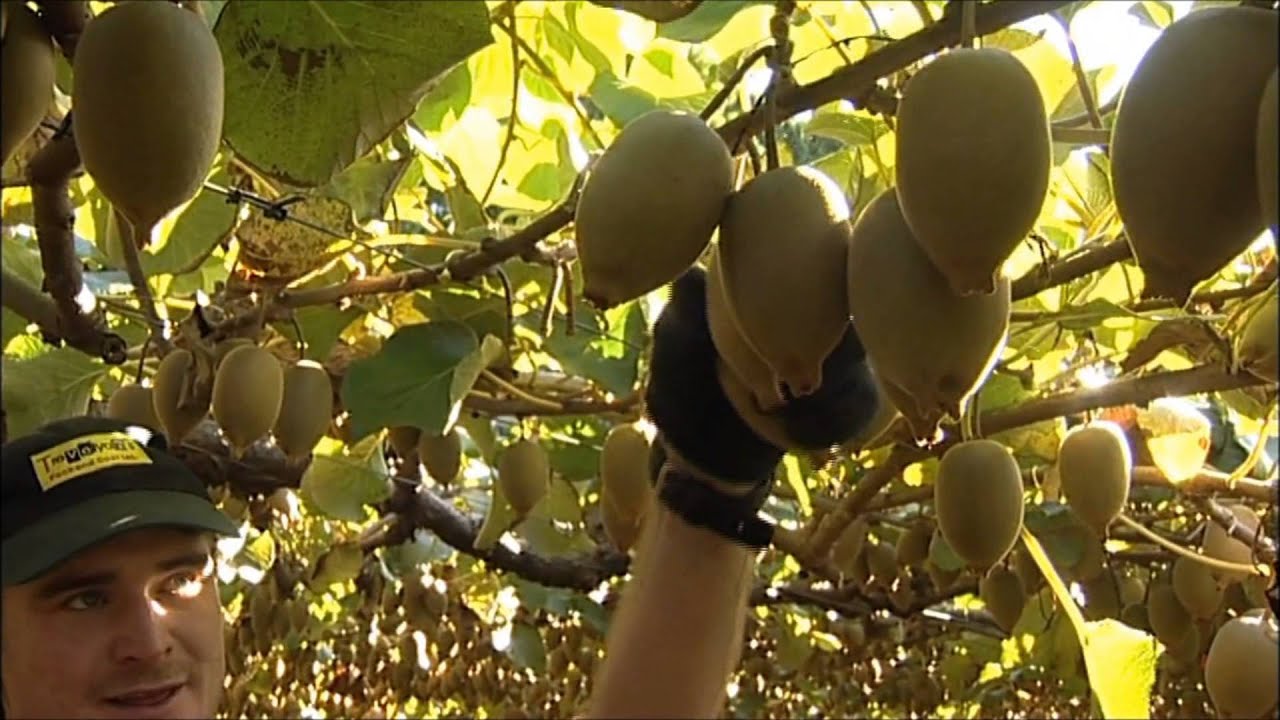 New Zealand Kiwifruit Harvesting best practice