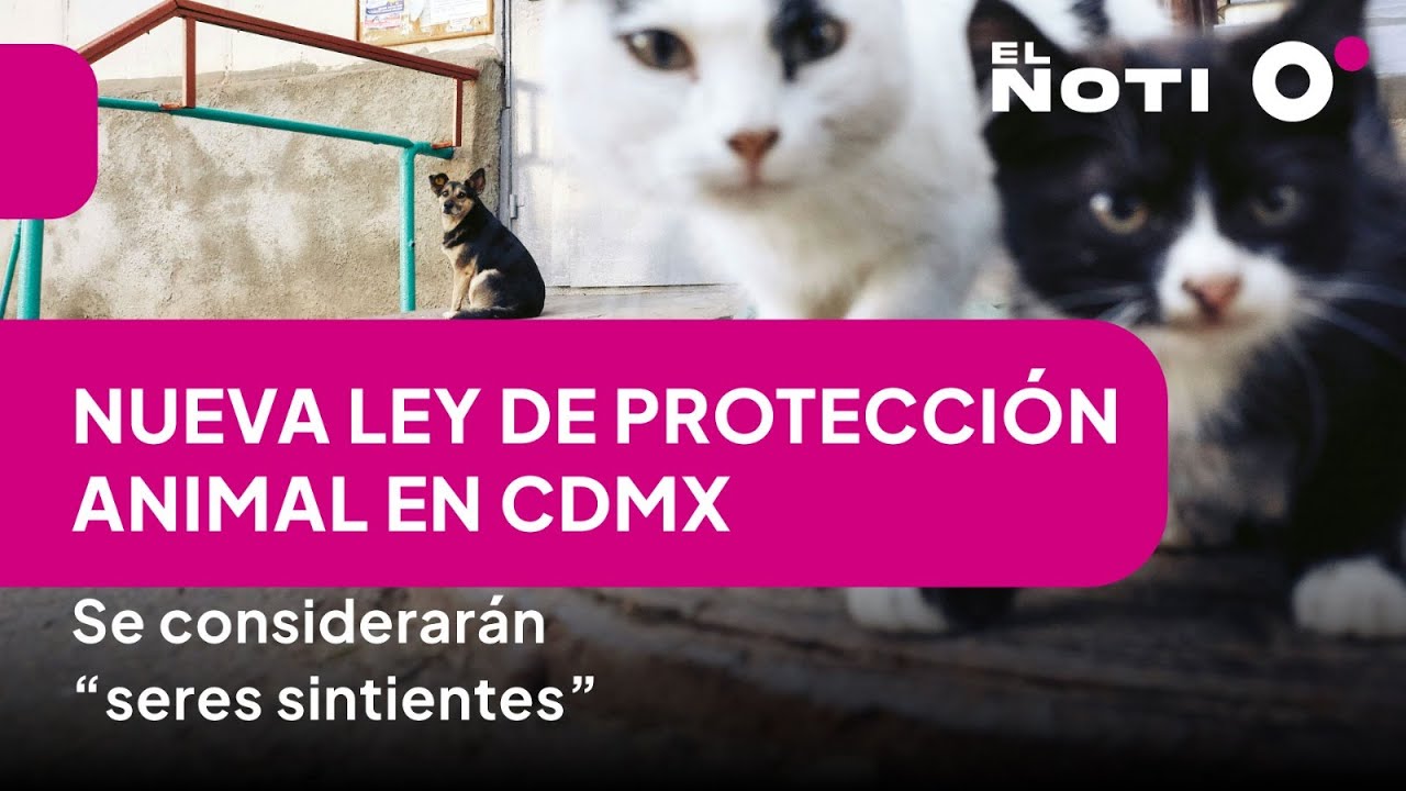 Nueva ley de protecci&oacute;n animal en CDMX: Se considerar&aacute;n 