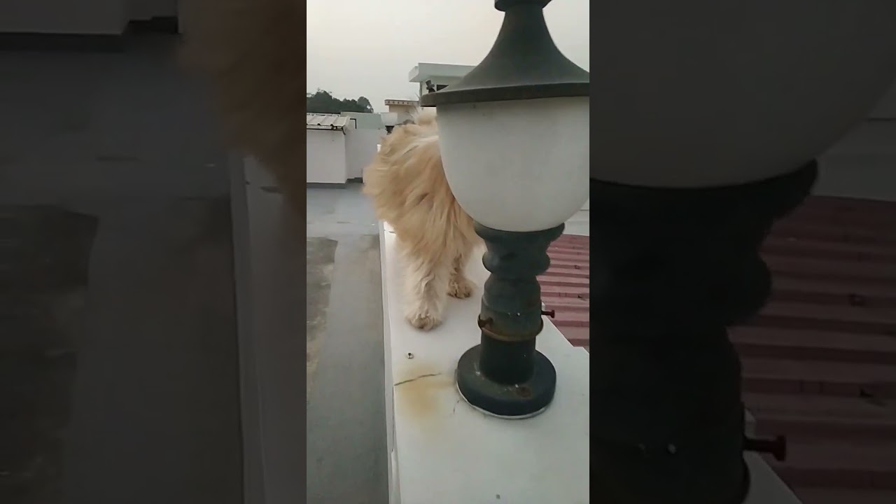 #shortstatus##virallike#videosub#cutedog#doglovers#youtube