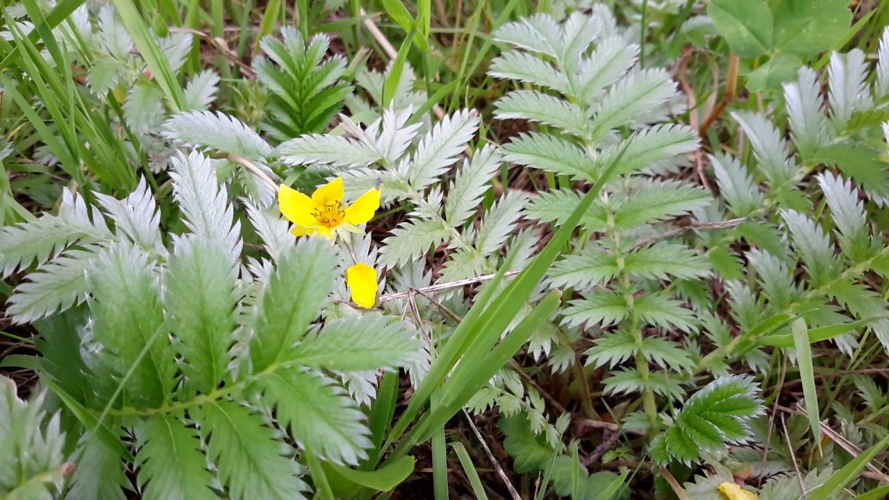 銳眼看世界－－ G&auml;nsefingerkraut　蕨麻，人參果；人間也有&rdquo;人參果&ldquo;哦！