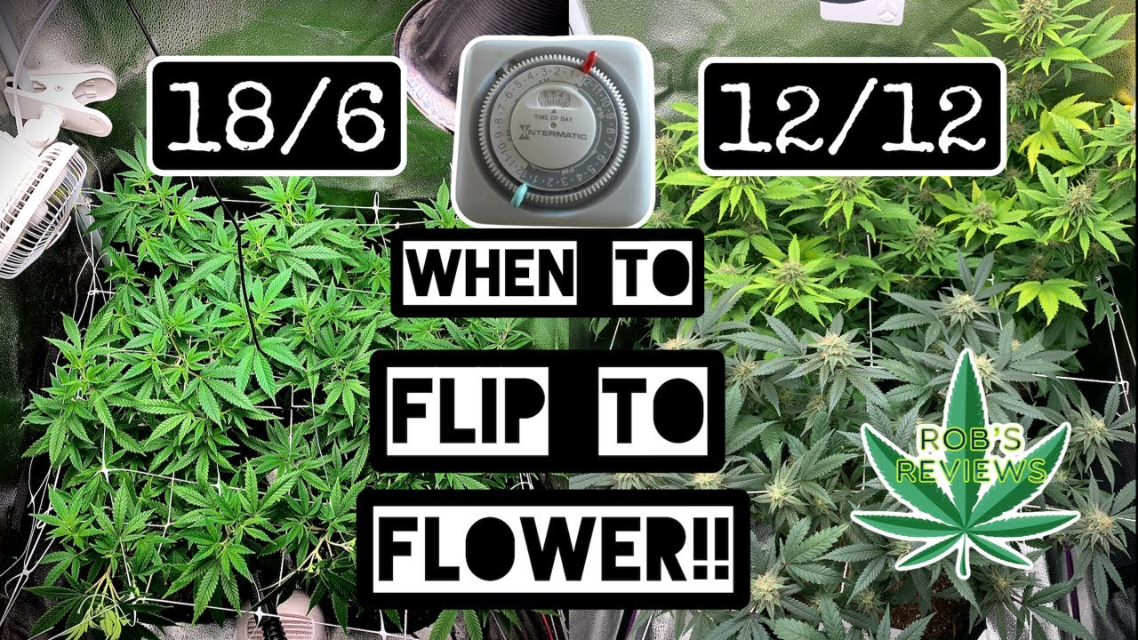 How long do I veg my cannabis plant?