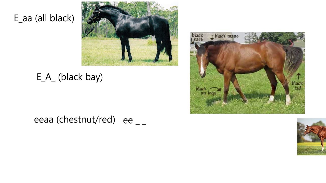 Genetics6-Coat Color Genetics of Horses