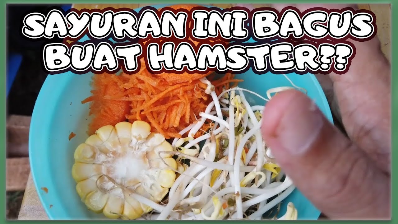 Sayuran Yang Boleh & Baik Untuk Hamster