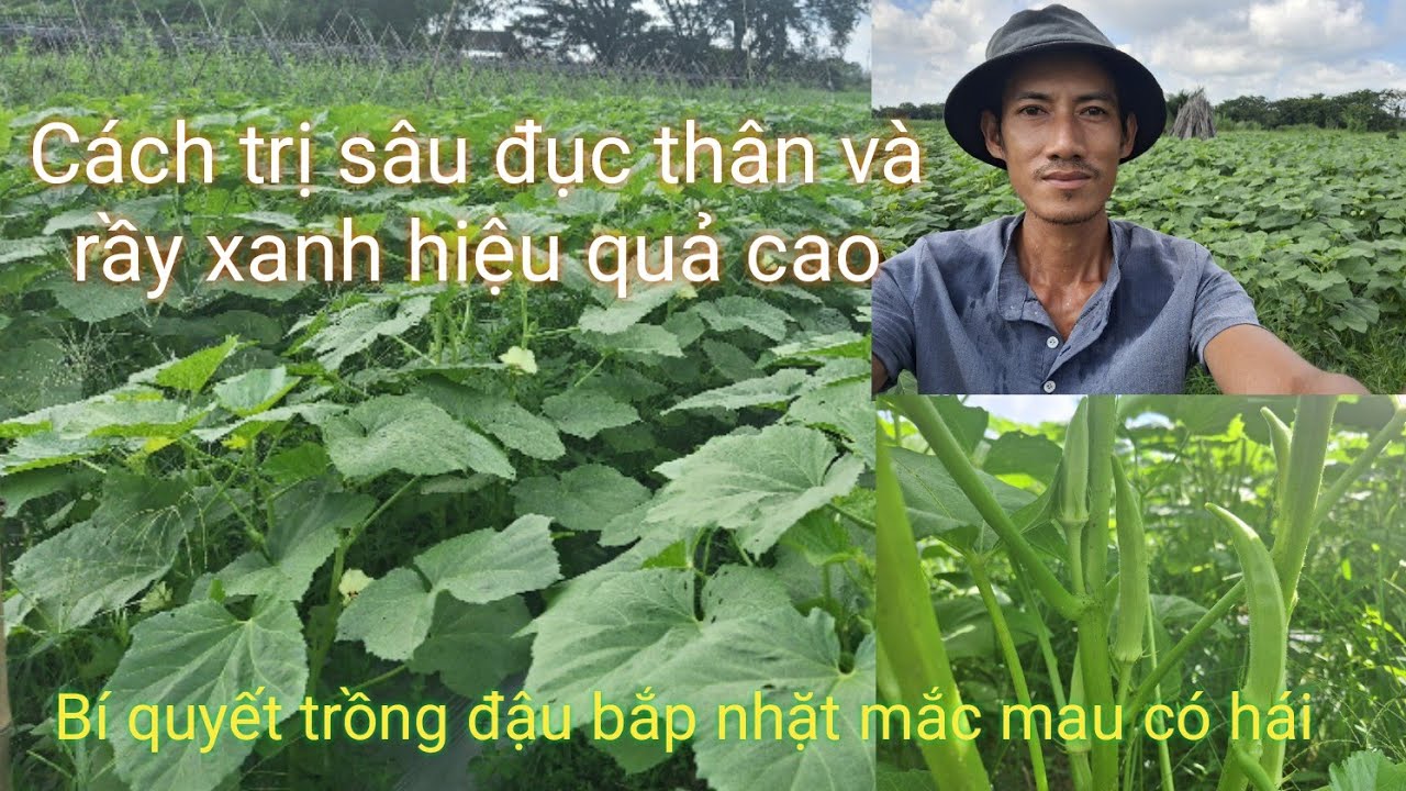 Chia sẽ bí quyết trồng đậu bắp nhặt mắc mau có hái và cách trị sâu đục thân, rầy xanh