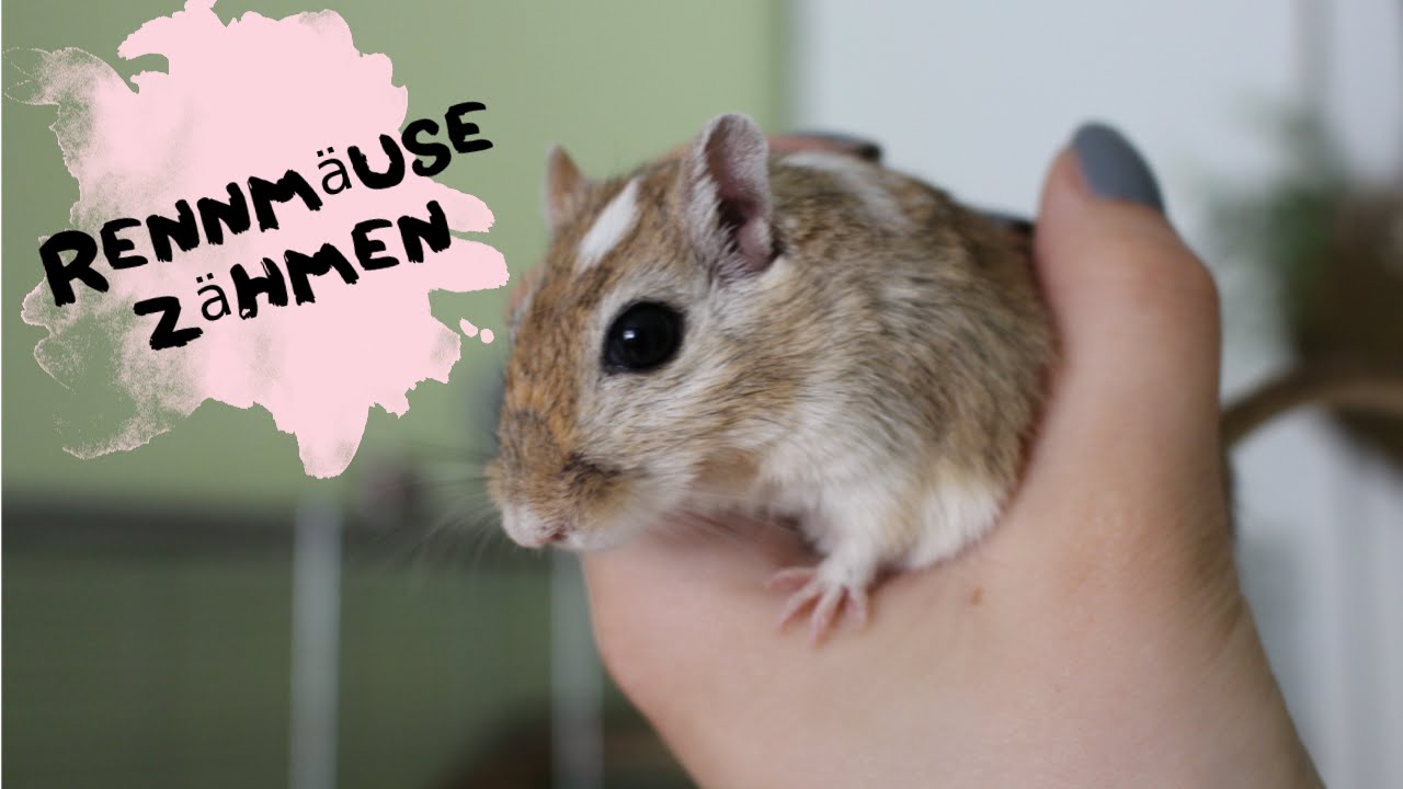 Rennmäuse zähmen |Total Tierlieb