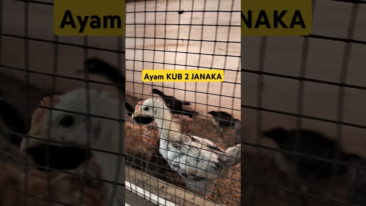 Doc ayam KUB 2 JANAKA umur 3 minggu calon indukan #ayamkub #ayamkampung #peternakmuda #peternakan