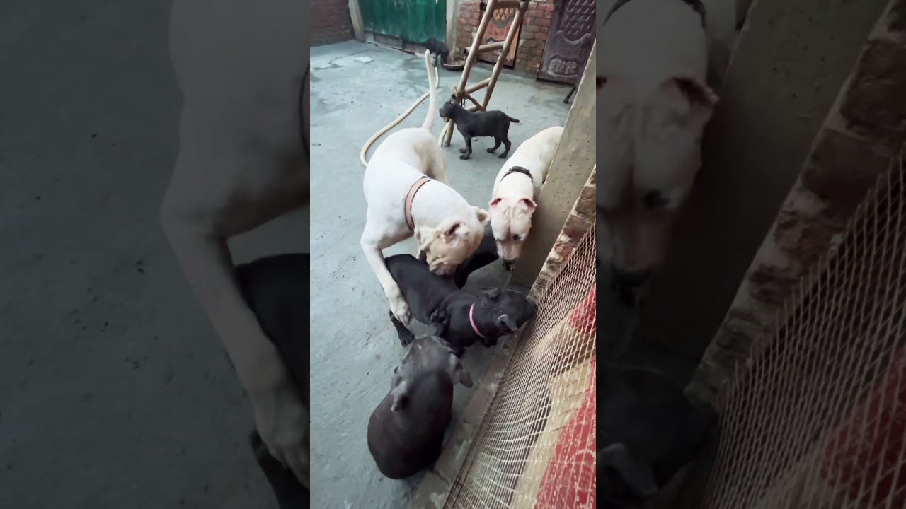 Argentina👺💪 Dogo Argentina#pitbull #dog #anam#dogodog #shortvideo