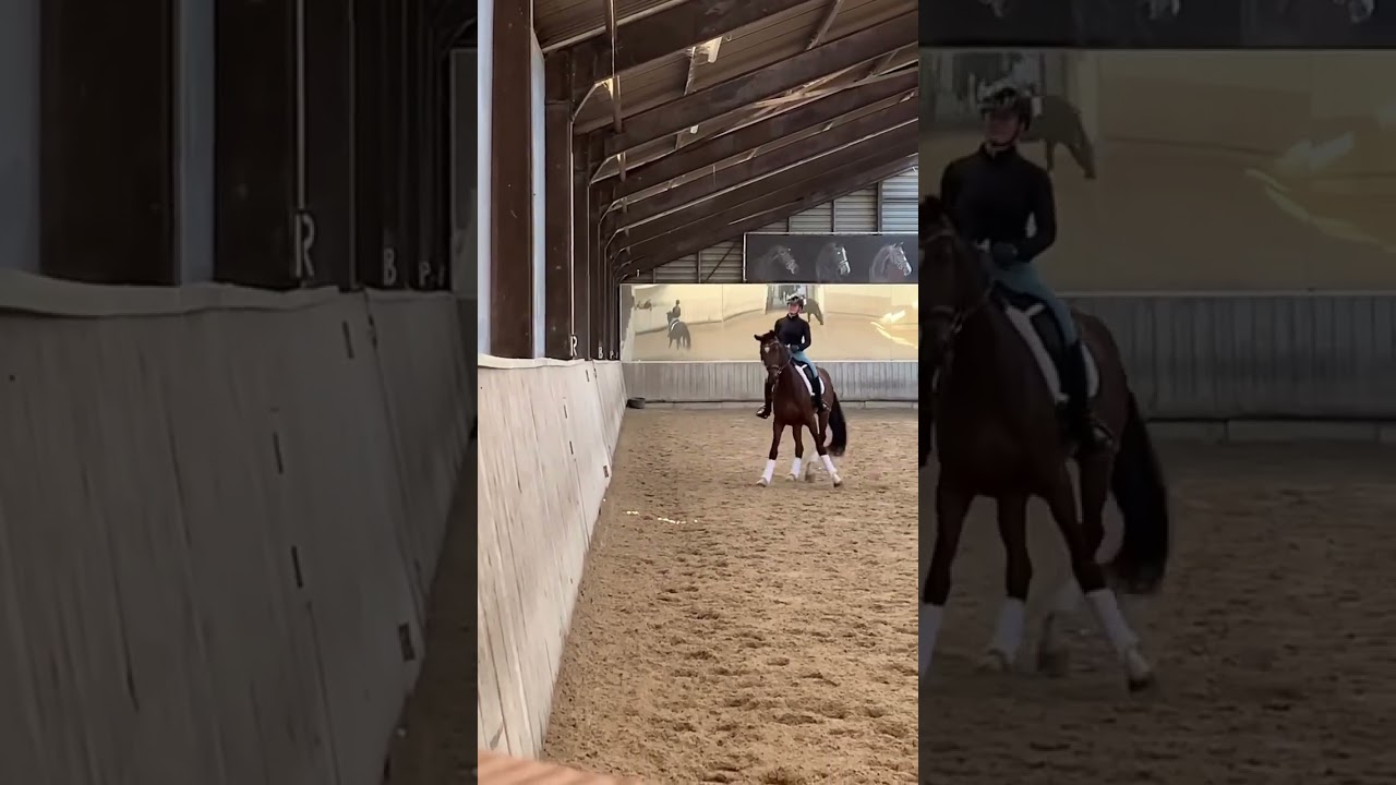 Drama queen much? #drama #queen #dramaqueen #amitheonlyone #xx_horselover #shorts #horses #fyp