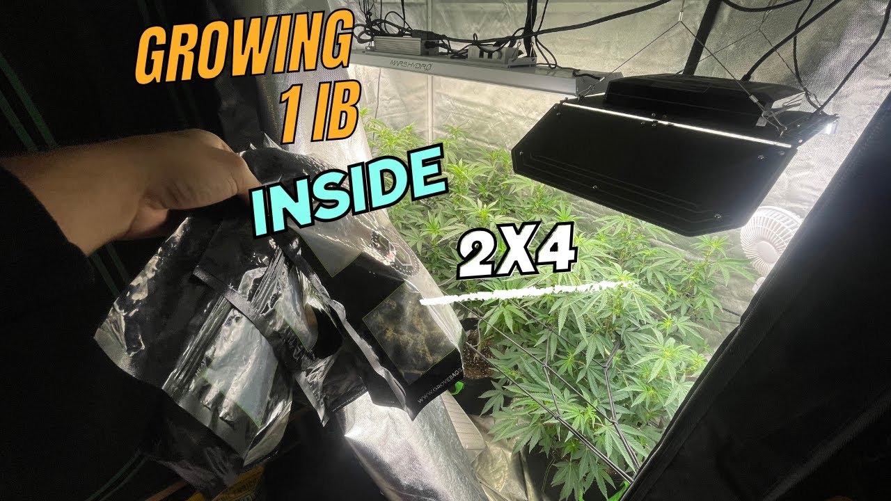 HOW I GREW 1 POUND IN 2X4!!