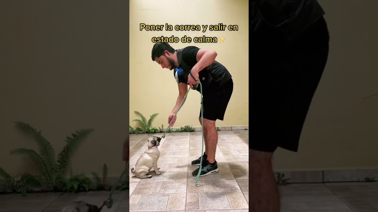 5 Pasos para ense&ntilde;arle a tu perro a pasear con correa 🔥#shorts #educacioncanina