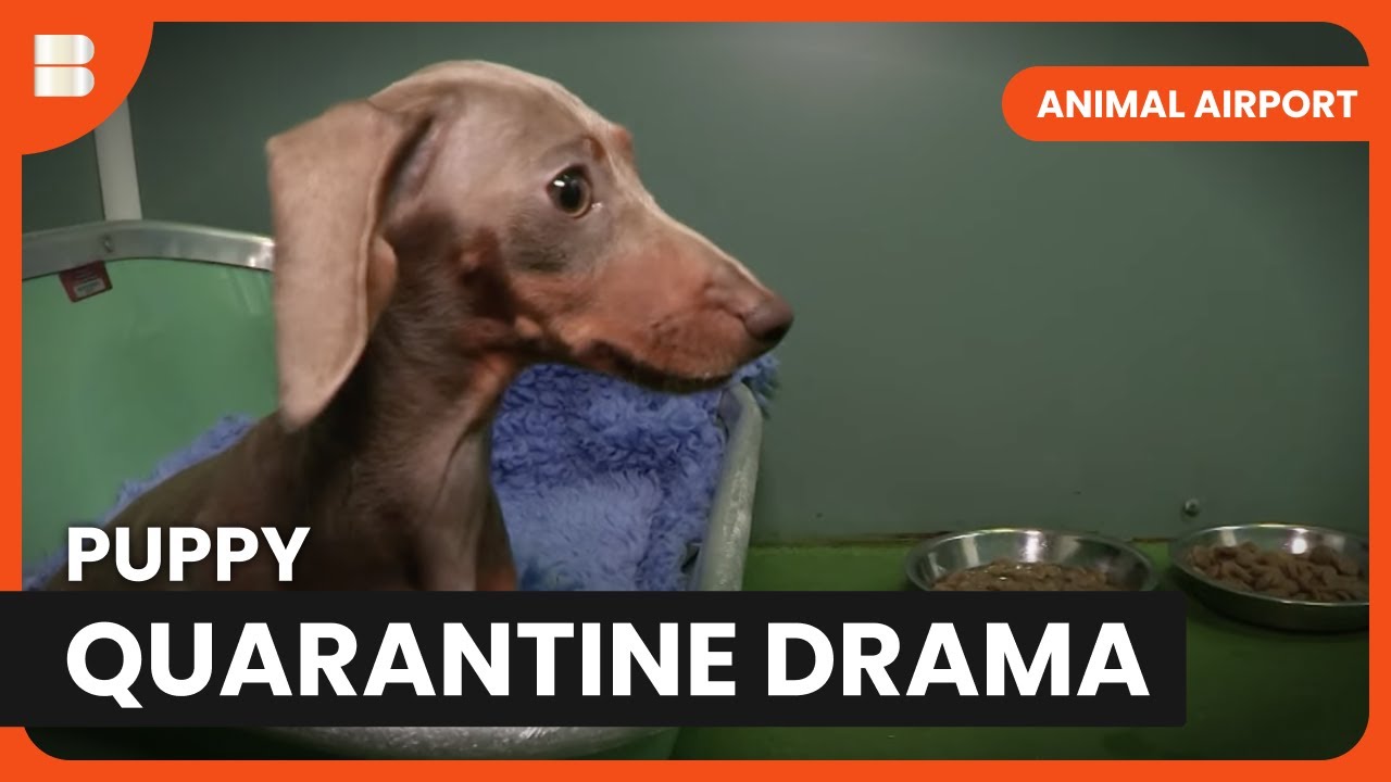 Dachshund Puppies Stuck in Transit! - Animal Airport - Animal Documentary