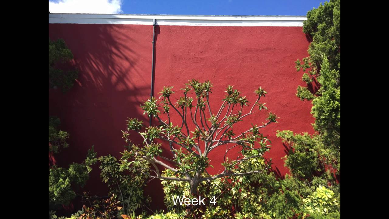 Jatropha Hard Pruning