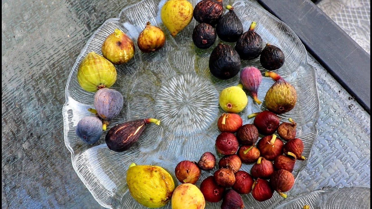 Tasting & Comparing Figs of all Different Shapes, Sizes, Colors & Flavors