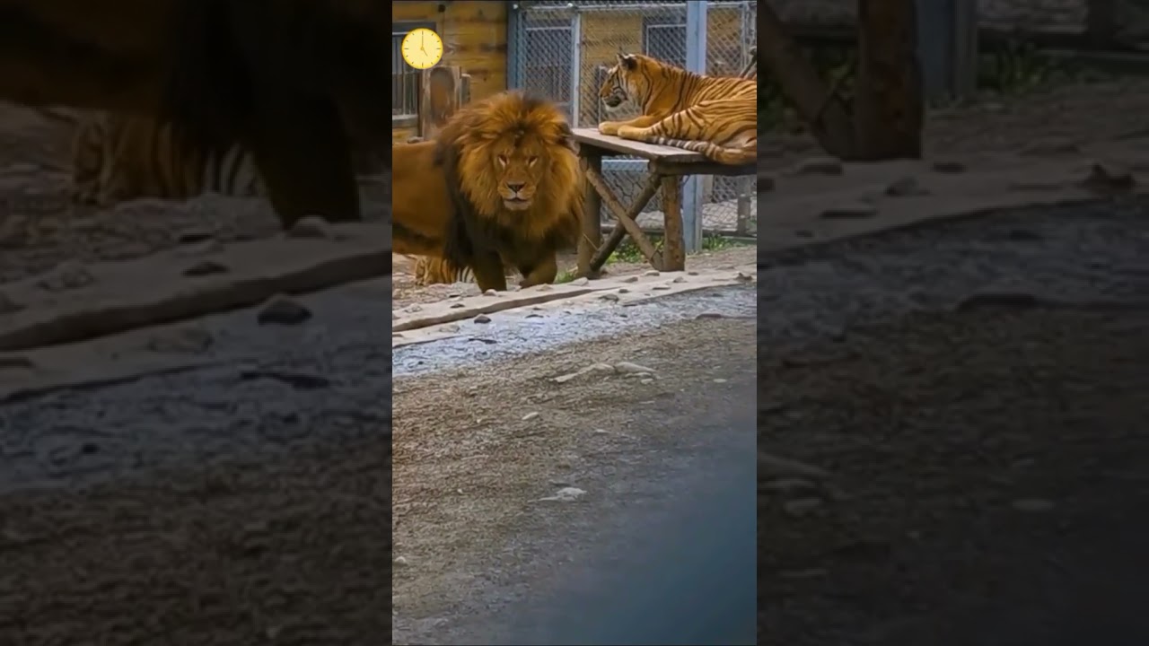 Huge Barbary lion.Called Mr Big.SUBSCRIBE.#barbarylion.