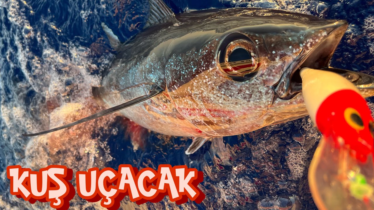 Albacore Balığı Avı/Albacore Avı Nasıl Yapılır!