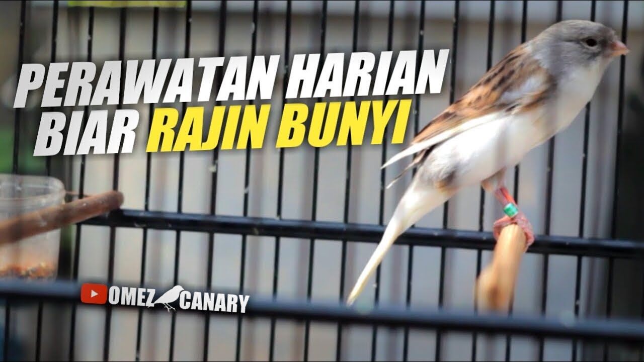 Biar gak gampang Birahi ! Begini CARA PERAWATAN HARIAN kenari saya